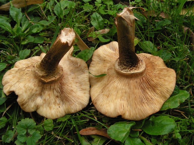 Strana Armillaria